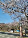 덕산도립공원 벚꽃길로 나들이 오세요