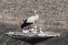  서산버드랜드, 건강한 황새 4남매 무럭무럭 자라