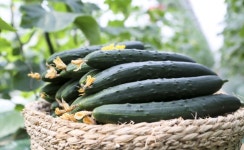 천안오이 명품화 위한 오이데이 행사 열려