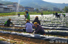 (주)새손 광원전자점 | 진천 여성단체협, 생산적 일손 봉사 구슬땀