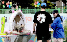 보령시, 반려견과 함께 시원한 여름나기 머드하개