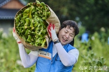 KT&G, 서산시 운산면 잎담배 농가에서 일손돕기 땀 뻘뻘