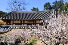 예산군, 기다리던 벚꽃 드디어 만개