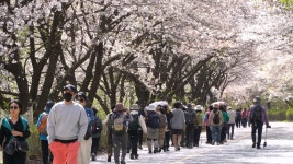 14회 홍도화축제 성료