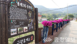 음성 금왕읍 용계2리, 봄꽃 향연 펼쳐져