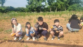 예산 양신초, 정성껏 가꾼 감자 수확