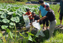 충주시, 버들붕어 방류…소류지 생태 복원