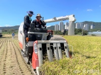 농협 대전본부, 상생·협력농장 벼 수확…지역사회 나눔 실천