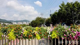 【포토】가을 화초로 꾸며진 도심 속 아름다운 교량 꽃화분