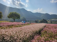 단양 도담정원, 가을꽃으로 천상화원 연출