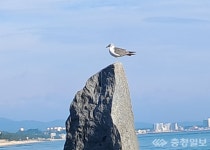 [장문석의 발길 디카詩] 저 높고 외로운
