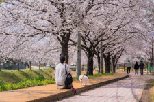 증평군, 따스한 봄날…산책이 즐거운 힐링 명소 추천