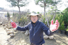 충남 천안유영농원나무시장 봄철 나무심기 계절 맞아 본격 개장
