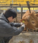 제천시, 구제역 유입 차단 긴급 백신접종