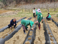 영동군 상촌면 새마을협의회, 사랑의 감자심기 행사 펼쳐