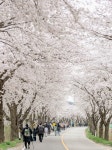예산군, 봄 향기 가득한 내포 가야산 봄맞이 걷기행사 성료