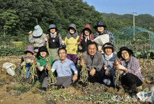 단양 단체들, 마늘 수확철 일손돕기 앞장