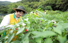폭염 밭에서 함께한 구슬땀, 봉사자들이 농민의 손이 되다