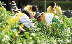 폭염 밭에서 함께한 구슬땀, 봉사자들이 농민의 손이 되다
