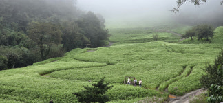 10월에 눈 내리는 마을 추정리, 메밀꽃 축제 개막