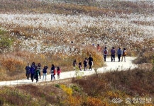 주말 억새밭 인생샷 찍을까…18~19일 충주 비내섬축제