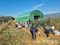 진천군 정신건강가족협회, 나눔 농장 고구마 수확