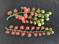 대추형 방울토마토 나이스허니·나이스맥스 출원