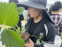 진천 문상초, 선배가 일군 딸기농장서 유-초 이음 체험학습 진행