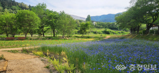 충주 수안보, 꽃으로 물든 온천 도시 변신