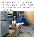 동물농장 진돗개 성순이 사연에 누리꾼 빨리 주인품으로 돌아오길