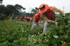 SK가스, 지동산촌마을서 1사1촌 자원봉사