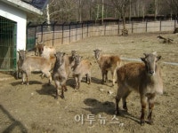 서울동물원, 히말라야 타알 인공수정 성공