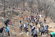 인천시 계양구, 진달래 7000주 식재