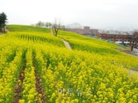 대구 동구, 동촌유원지에 유채꽃단지 조성