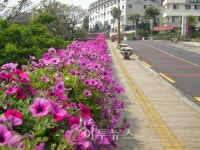 서귀포시, 꽃길조성에 구슬땀