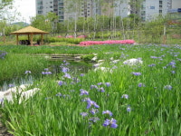 붓꽃으로 물든 서울창포원으로 오세요