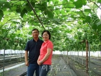 김천 포도농가, 인터넷직거래로 소득증대
