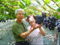 김천 최고의 GAP 인증 명품포도 인기
