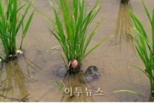 김해시, 왕우렁이 친환경인증 쌀 생산