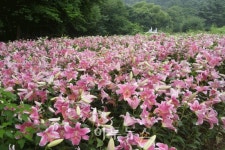 과천시, 야생화 자연학습장 연중 개방