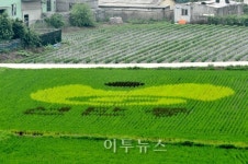 포천시, 논위의 캔버스 유색벼 농사체험