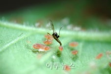 [Eco New Trend] 친환경 농업의 숨은 일꾼 1조원 곤충산업 꿈틀