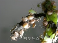 [Eco New Trend] 친환경 농업의 숨은 일꾼 1조원 곤충산업 꿈틀