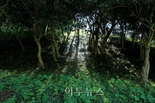 [테마여행] 봉광옛길과 서울대 학습림길, 내력깊은 두 갈래길