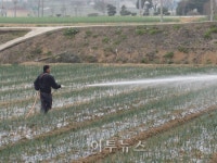 농업회사법인알쎄븐(주)산수골스테비아 | 무안군, 고품질 기능성 스테비아양파 생산