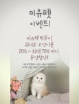 부산고양이분양샵 미유펫 할인 이벤트 진행