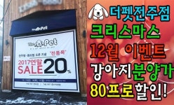 전주강아지분양 더펫, 12월이벤트 강아지분양 80% 할인 진행