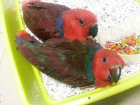 앵무새 분양 전문 ㈜토탈펫, 대형 앵무 농장으로 열풍