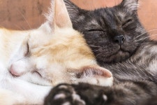 반려동물관리사(펫시터) 자격증 교육과정 무료수강 혜택 이벤트 열려