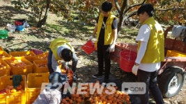 가스안전공사 경남본부, 밀양 도곡마을 단감수확 등 일손돕기